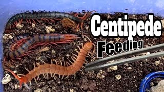 CENTIPEDE FEEDING  Morsitans Heaven [upl. by Ryder]