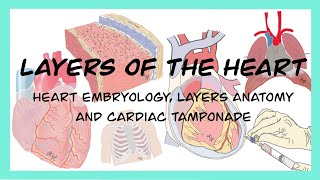 LAYERS OF THE HEART I PericardMyocardEndocard Embriyology and Cardiac Tamponade [upl. by Juback]