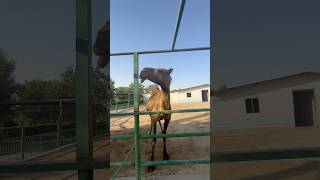 Erbil Iraq Zoo automobile zoo iraq travel camel animals safari [upl. by Lehcim]