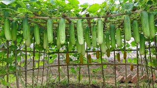 Growing cucumbers this way I didnt need to buy cucumbers at the market [upl. by Ima759]