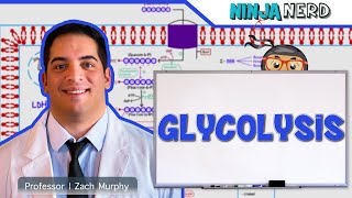 Metabolism  Glycolysis [upl. by Kyrstin212]