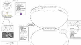 Potassium Homeostasis Part 2 [upl. by Ardnasirk]