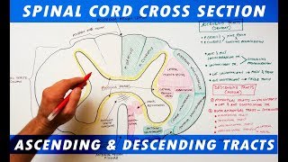 Ascending amp Descending Tracts  Spinal Cord cross section Neuroanatomy [upl. by Yorker]