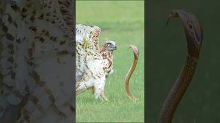 Standoff between ShortToed Snake Eagle and huge spectacled cobra shorts wildlife cobra eagle [upl. by Adnuahsar]