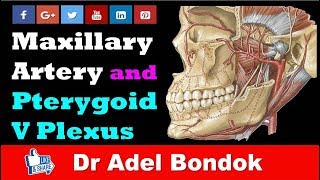 Maxillary Artery and Pterygoid Venous Plexus Dr Adel Bondok [upl. by Wade]