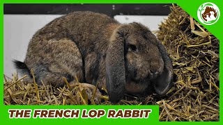 Meet the French Lop the most beautiful rabbit in the world [upl. by Naik936]