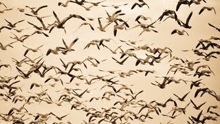 Snow Goose Hunting Scouting Leads to a 100 Bird Day [upl. by Nilrak]