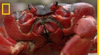 Les crabes rouges préparent le terrain de la reproduction [upl. by Alat101]