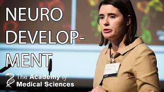 Maternal antibodies and neurodevelopmental disorders  Dr Ester Coutinho [upl. by Efren]