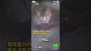 Cat Fell 16 Stories Down Chute And Got Trapped 😥❤️ animalshorts cat catshorts [upl. by Ciaphus355]