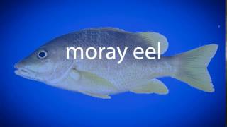 How to pronounce moray eel [upl. by Etem]