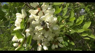 Meinung Robinie  Akazie Bienen Imker Wissenschaftler [upl. by Emma]