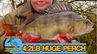 Specimen Perch And Chub Fishing  A dream becomes reality Video 53 [upl. by Juliano]