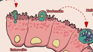 Ciclo biológico de criptosporidium [upl. by Lejna634]