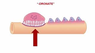 USMLERx Express Video of the Week Bisphosphonates [upl. by Arlene]