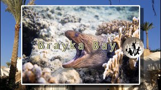 Egypt 2017  Brayka Bay  Marsa Alam  schnorcheln und freitauchen [upl. by Pisarik]