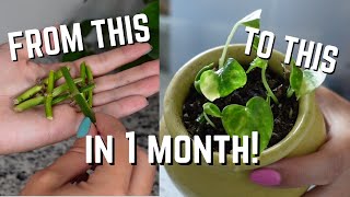 How to propagate leafless cuttings from Start to Finish  Propagate Money Plant Houseplants EASY [upl. by Ardnassac]