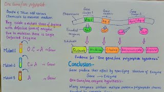 One gene one polypeptide hypothesis  one gene one enzyme hypothesis [upl. by Llednor]