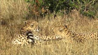 Cheetah Brothers at Kicheche Laikipia Ol Pejeta Conservency Kenya [upl. by Tessil]