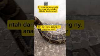 DI KEJAR ANACONDA😱😱youtubeshorts anaconda [upl. by Rainger]