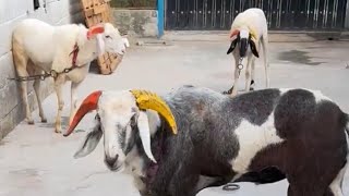 3 Amingad sheep reached Hyderabad from Tipu Farm successfully [upl. by Geiss]