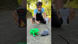 Remote control mouse 🐁 vs frog testing 🐸 [upl. by Sanez]