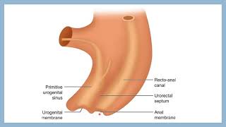 DEVELOPMENT OF HINDGUT easy embryology gross anatomy channel [upl. by Lora]