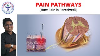 Pain Pathways  Anesthesiology  Lecture 05 [upl. by James]