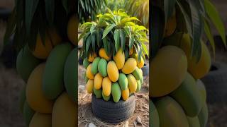 Double your Mango Tree harvest with these new planting Skills shorts satisfying farming [upl. by Merl]