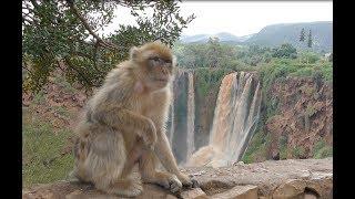 Morocco Ouzoud waterfalls and monkeys 4K UHD [upl. by Ginzburg]