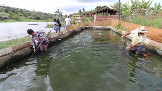 PESCANDO ALEVINOS DE TILÁPIA PARA REABASTECER O POÇO REDONDO [upl. by Gaynor]