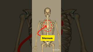 Sternum Bone 3D shortvideo animation shortsytshorts [upl. by Kamilah]