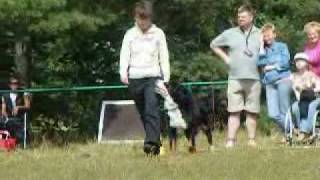 Salma zawody obedience klasa 0 [upl. by Forrester]