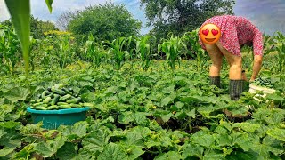 Farmers wife picking cucumbers in a short dress [upl. by Latonia575]