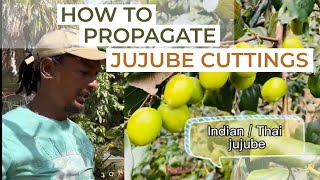 How to propagate jujube Or Chinese dates from cuttings jujubee plum propagation plantcutting [upl. by Zipnick60]