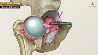 Obturator Artery Anatomy Animation  Origin  Course  Branches  supply and Clinical anatomy [upl. by Akinet]