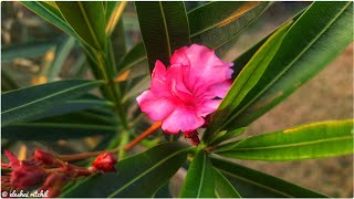 Oleander Flower  Nerium oleander [upl. by Loralee]