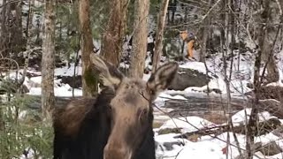 New Hampshire Moose Rolling road block in the “great north woods”bigwoods newhampshire tacoma [upl. by Frangos]