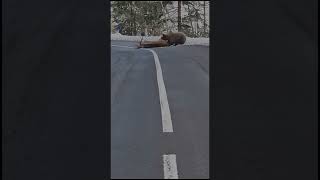 Orso attacca un cervo in mezzo alla strada in Trentino alto adige video shockante [upl. by Iam]