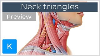 Triangles of the neck location and contents preview  Human Anatomy  Kenhub [upl. by Weisman]