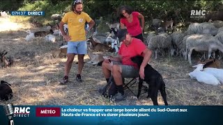 Incendie de Martigues un berger lance un appel après la destruction de sa bergerie [upl. by Miun863]