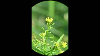 Rorippa palustris Bog Yellowcress [upl. by Bobbi]