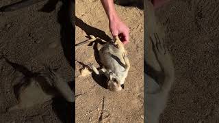 This Meerkat is getting the best massage ❤️ animallover farmlife relaxing massage meerkat [upl. by Avictor662]