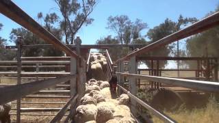 Kelpies backing sheep [upl. by Hilario]