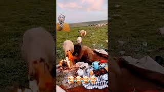 pizza stealing sheepshortvideoviralvideofunnycomedyshortsvideoshortsshortshortsfeed [upl. by Cerf]