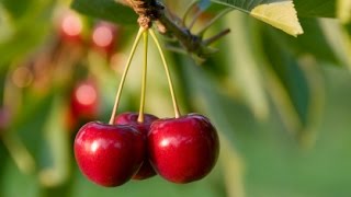 How to Grow Cherry Trees  Complete Growing Guide [upl. by Amarillis]