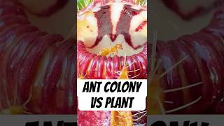 Ant Colony vs Carnivorous Plant [upl. by Yasnil]