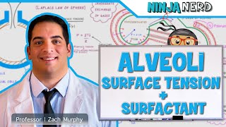 Respiratory  Surface Tension amp Surfactant in Alveoli [upl. by Cestar]