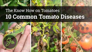 10 Common Tomato Diseases [upl. by Gauntlett429]