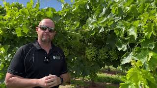 White Seedless Grape Update  FT Farming Group [upl. by Bastien]